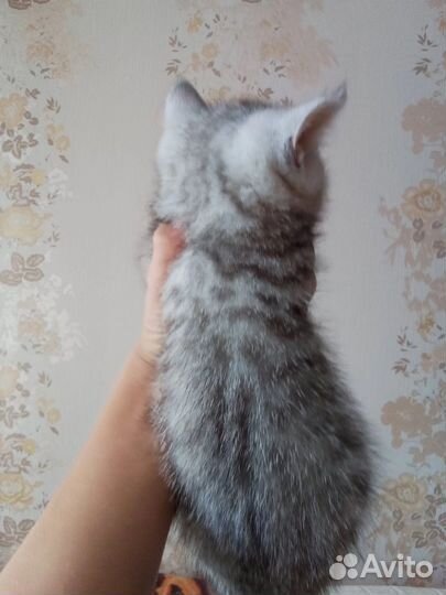 Шотландская кошка