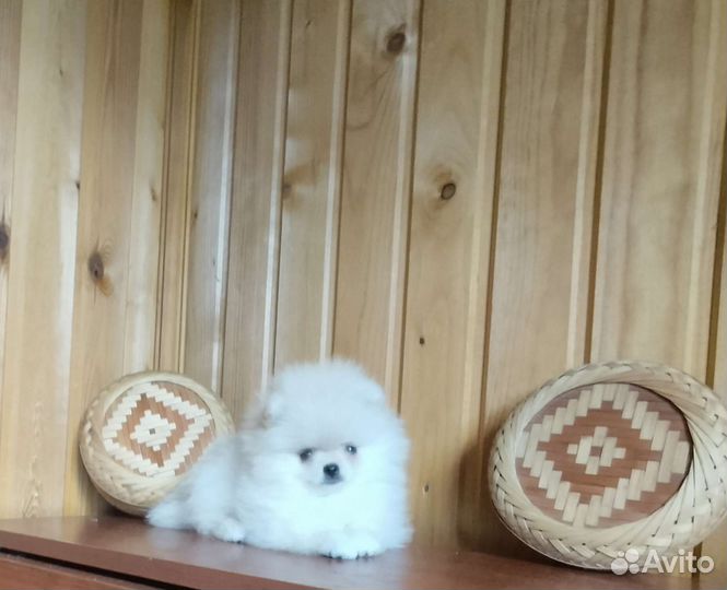 Кукляшные Мини Мальчики и Девочки