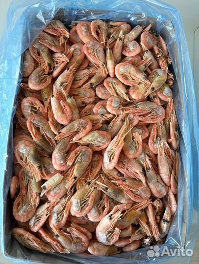 Креветка Северная Крупная Икряная