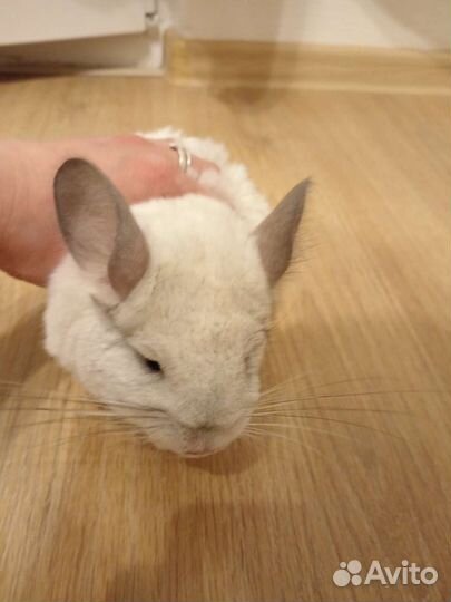 Шиншилла с витриной