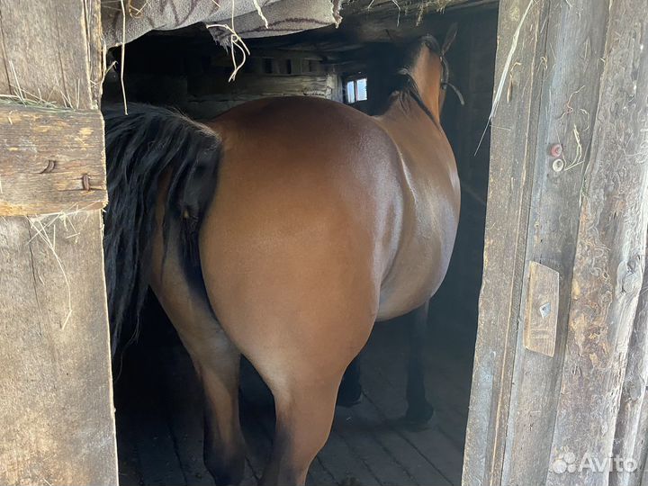 Лошадь жеребая