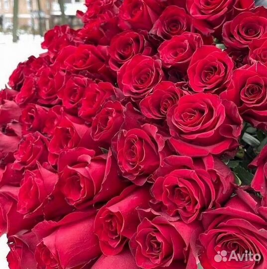 Высокие розы Доставка цветов