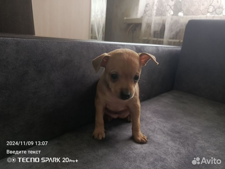 Той-терьер щенки