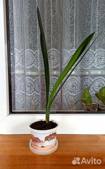 Комнатные цветы Кливия