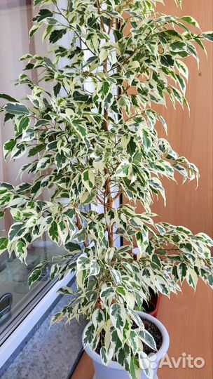Фикус бенджамина разных сортов