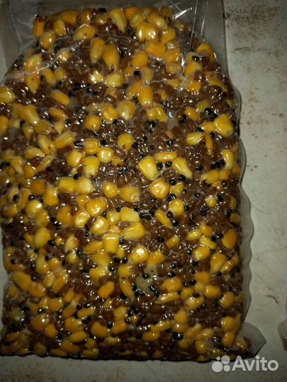 Кукуруза с коноплей