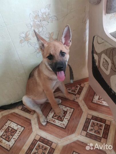 Щенок 3 месяца