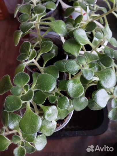 Аихризон дерево любви