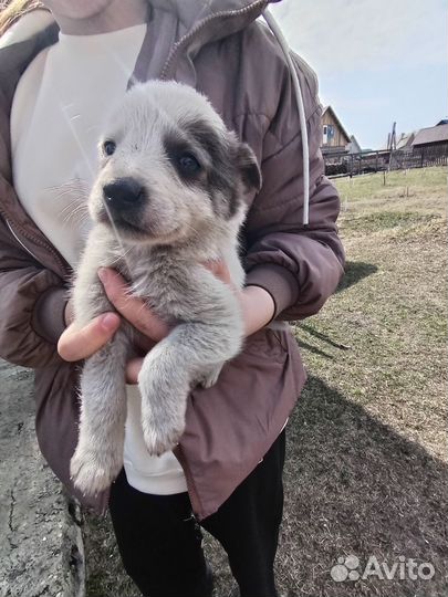 Щеночек в добрые руки. Около месяца