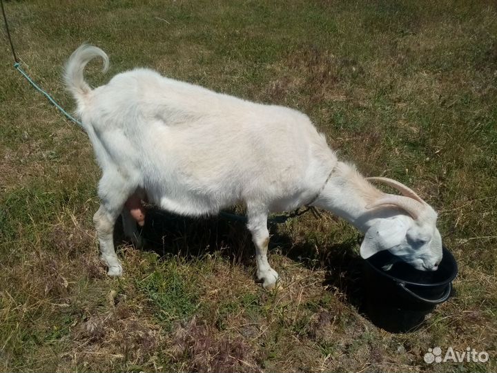 Коза дойная молочная