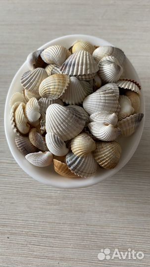 Морские ракушки раковины