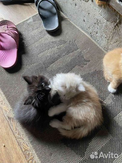 Сибирские котята от домашней кошки