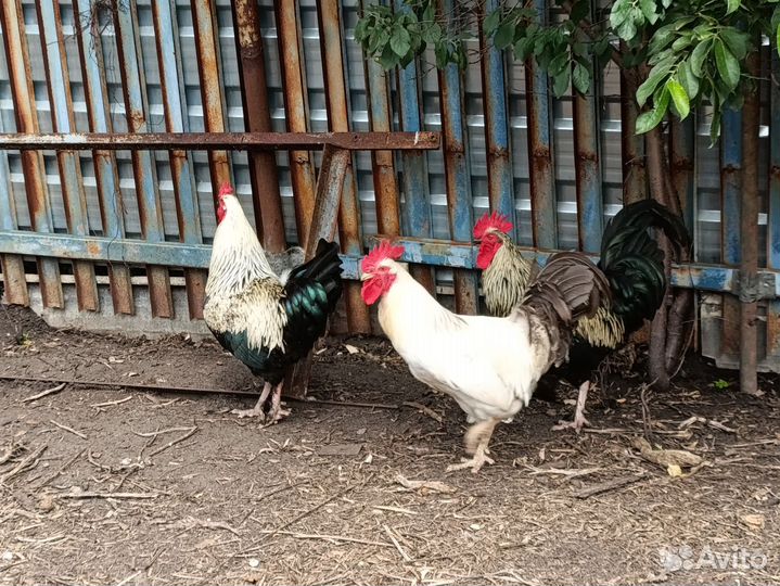 Петухи