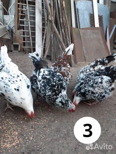 Инкубационное яйцо породистых кур