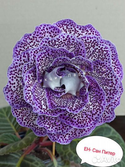 Глоксинии сортовые, комнатные цветы