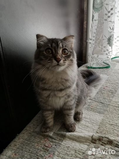 Вислоухая кошка