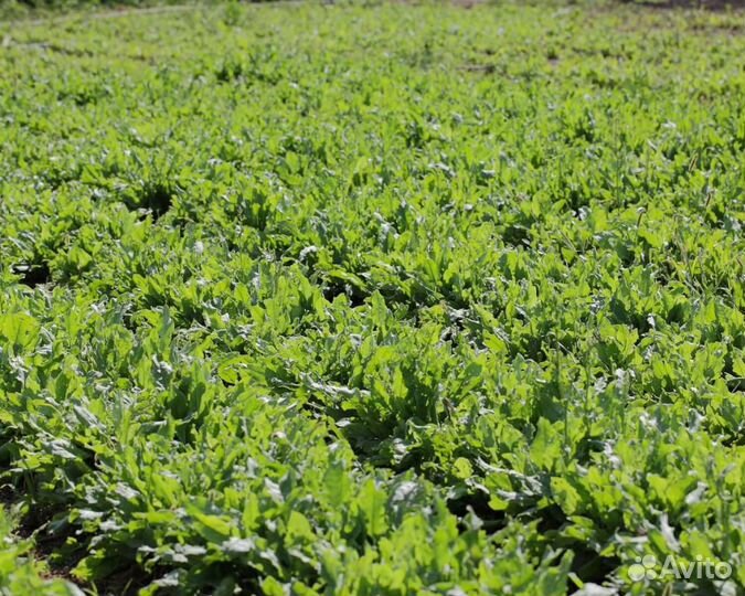 Семена Щавеля 