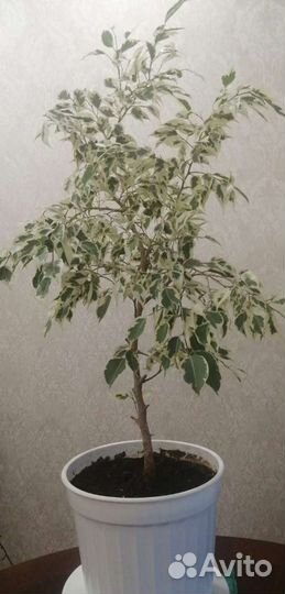 Бенджамина