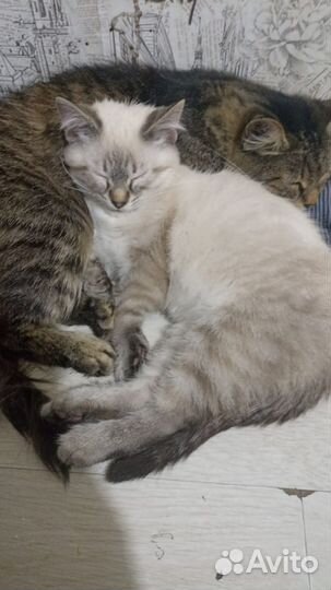 Кот в добрые руки