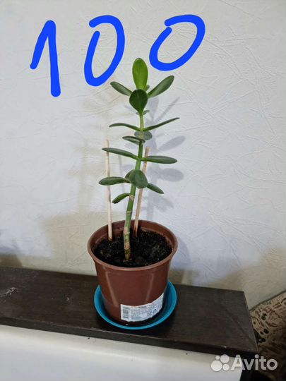 Толстянка, денежное дерево