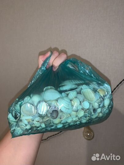 Морские ракушки раковины