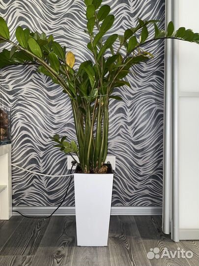 Замиокулькас