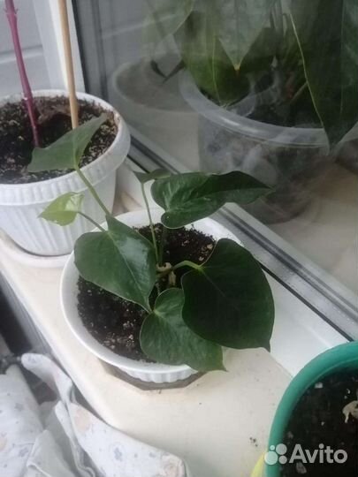 Отростки антуриума