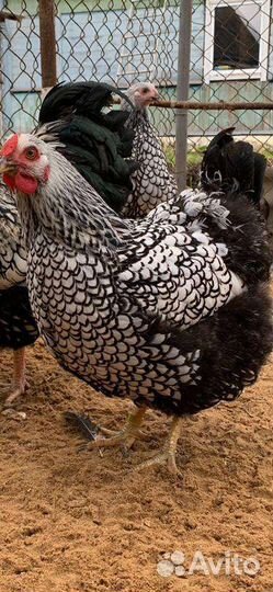 Инкубационное яйцо кур помесных