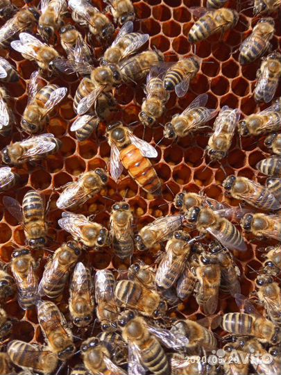 Пчелопакеты,отводки пчёл