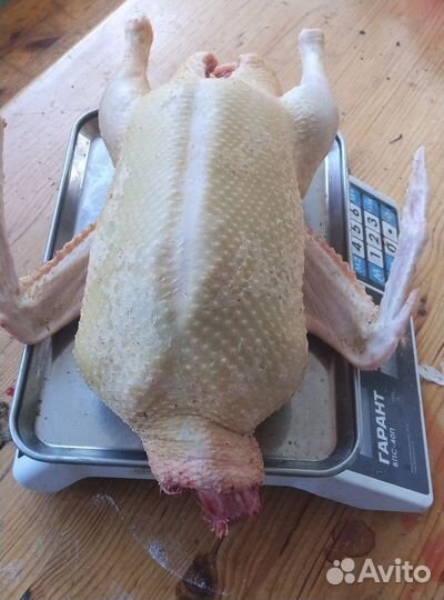 Тушки мускусных индоуток (шипунов)