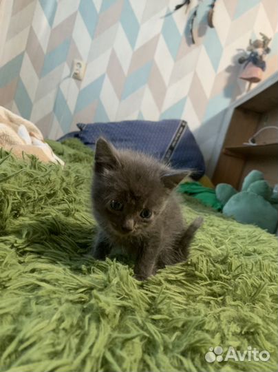 Котят в добрые руки