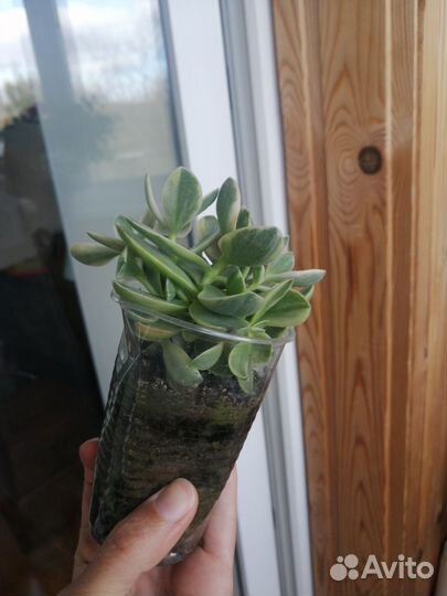 Фикус бенджамина пестролистный