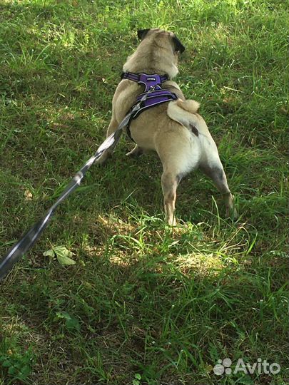 Мопс вязка мальчик