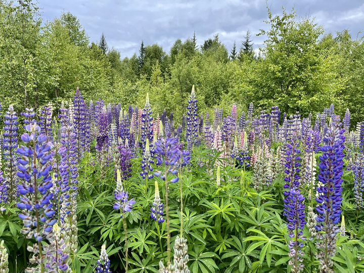 Участок 15 сот. (ИЖС)