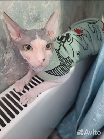 Кошка велюровый сфинкс