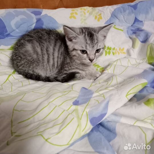 Котята 2 месяца