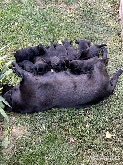 Щенки лабрадора