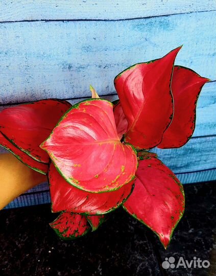 Аглаонема супер ред, черри бейби