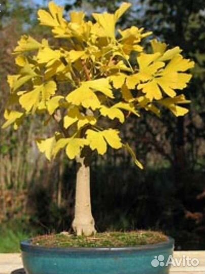 Гинкго билоба