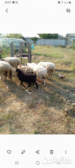 Овцы на мясо на развод
