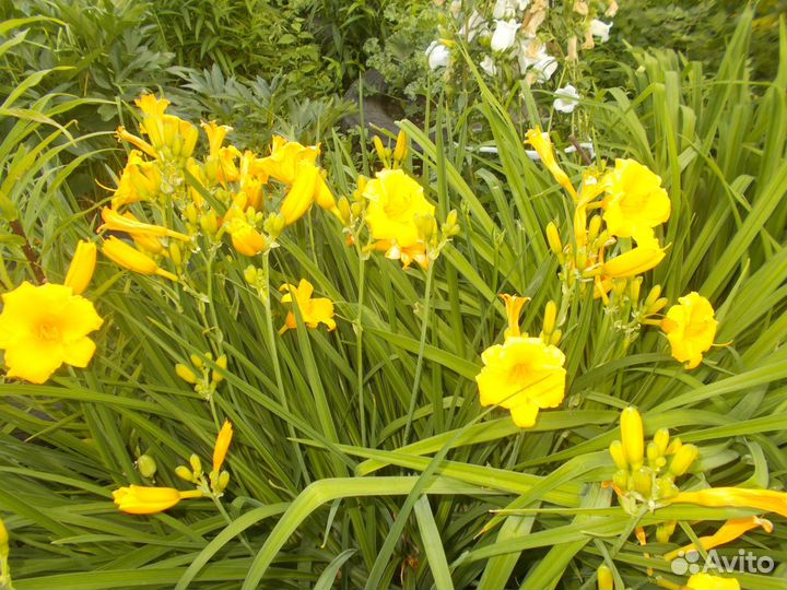 Цветы и кустарники