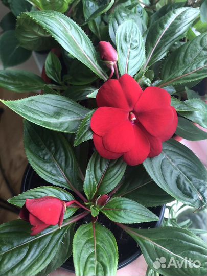 Роза чайная, Бальзамин новогвинейский