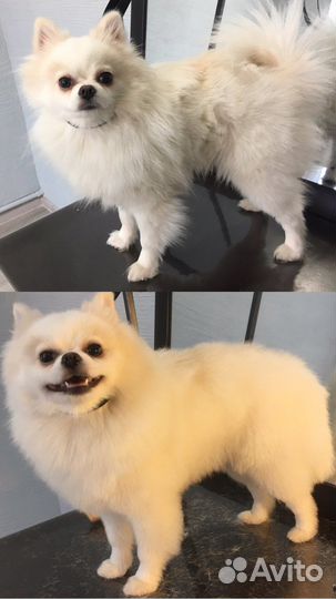 Стрижка собак, грумер