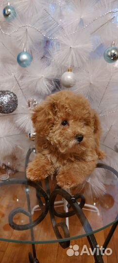 Собаки щенки Мальтипу