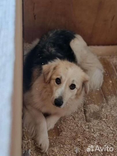 Собака из приюта в добрые руки