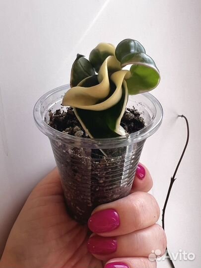 Хойи разные