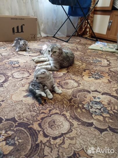 Британские вислоухие котята
