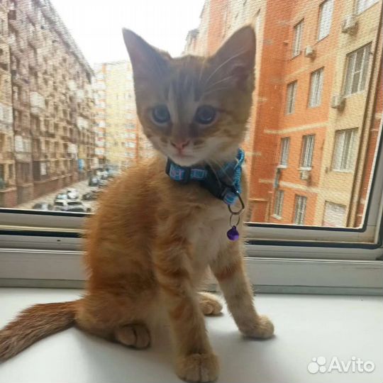 Кошка в дар