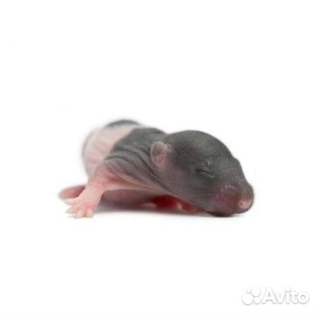 Живой корм Крыса голыш