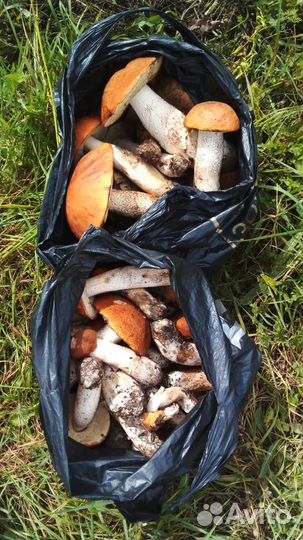 Грибы красноголовики